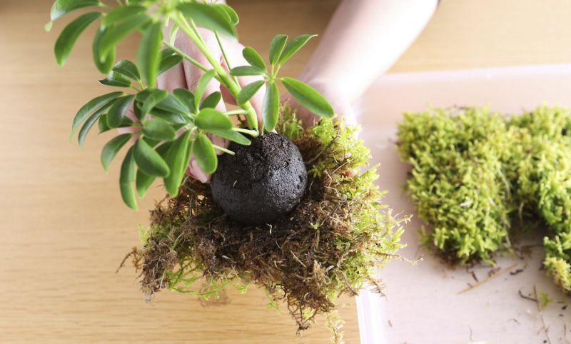 phủ rêu lên quả cầu đất